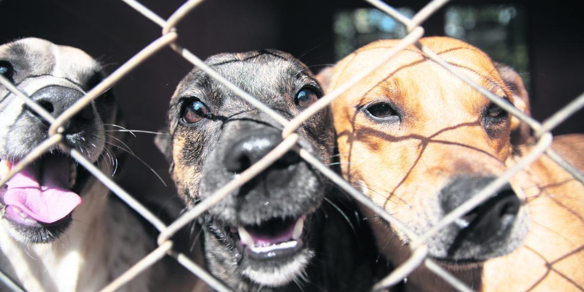 CEMPRA é inaugurado no bairro Quatro Colônias
