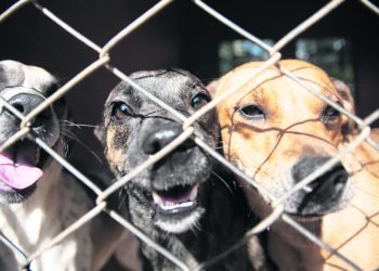 CEMPRA é inaugurado no bairro Quatro Colônias 3 CEMPRA é inaugurado no bairro Quatro Colônias