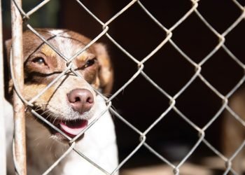 Prefeitura realiza feira de adoção de cães neste sábado