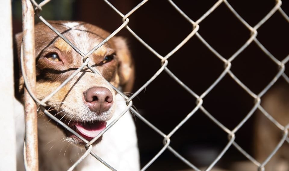 Prefeitura realiza feira de adoção de cães neste sábado 1 Prefeitura realiza feira de adoção de cães neste sábado