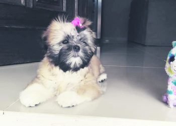 Onde está Sabrina? 9 Onde está Sabrina?