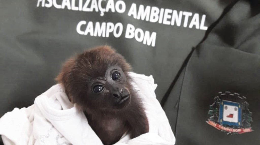 Segundo filhote de bugio é resgatado no bairro Quatro Colônias este ano 1 Segundo filhote de bugio é resgatado no bairro Quatro Colônias este ano