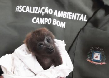 Segundo filhote de bugio é resgatado no bairro Quatro Colônias este ano 1 Segundo filhote de bugio é resgatado no bairro Quatro Colônias este ano
