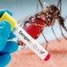 Campanha de Combate à dengue é intensificada em Campo Bom 5 Campanha de Combate à dengue é intensificada em Campo Bom