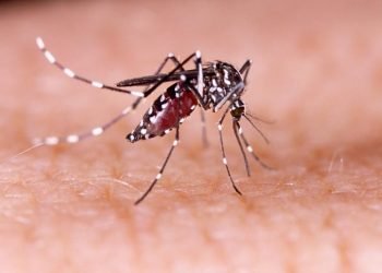 Aedes Aegypti: Índice de infestação coloca Campo Bom em estado de alerta 1 Aedes Aegypti: Índice de infestação coloca Campo Bom em estado de alerta