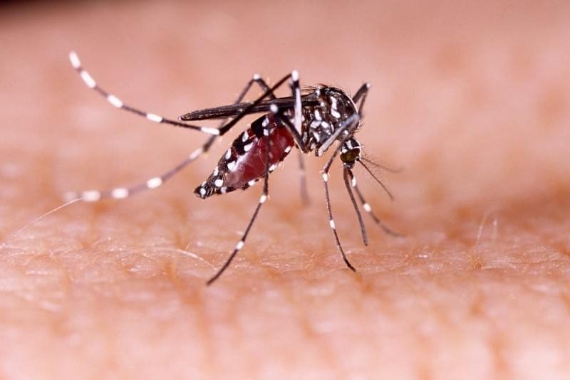 Aedes Aegypti: Índice de infestação coloca Campo Bom em estado de alerta 1 Aedes Aegypti: Índice de infestação coloca Campo Bom em estado de alerta