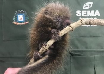 Filhote de ouriço é resgatado no bairro Mônaco