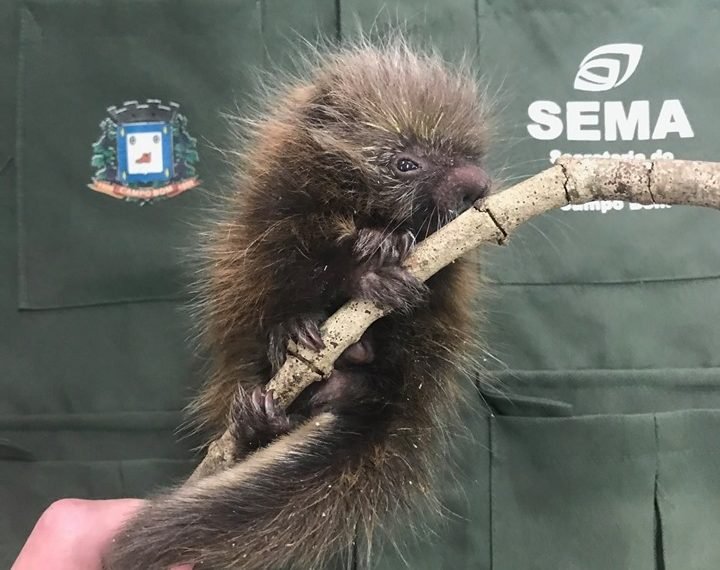 Filhote de ouriço é resgatado no bairro Mônaco 1 Filhote de ouriço é resgatado no bairro Mônaco