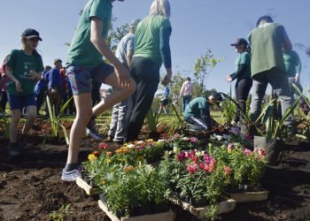 Mudas de árvores e flores ocupam locais de descarte de lixo e entulho