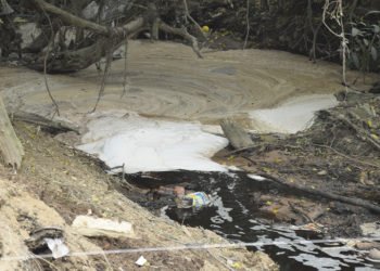 Animais mortos em arroio denunciam desastre ambiental