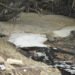 Animais mortos em arroio denunciam desastre ambiental 8 Animais mortos em arroio denunciam desastre ambiental