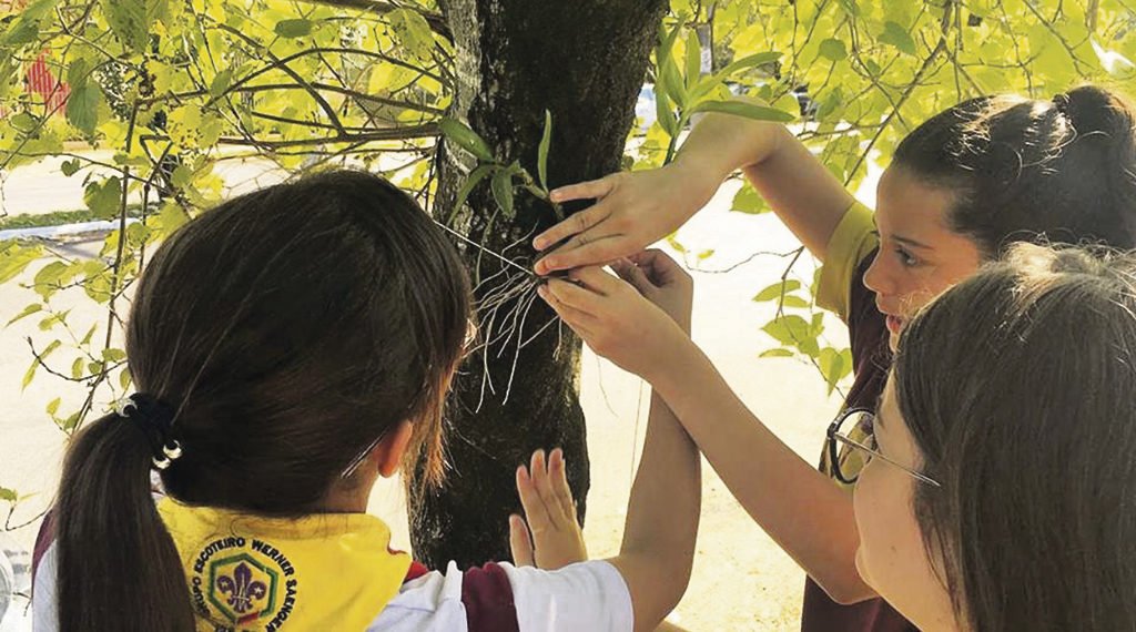Fundação Cultural quer plantar 8 mil mudas de Orquídeas na Ciclovia