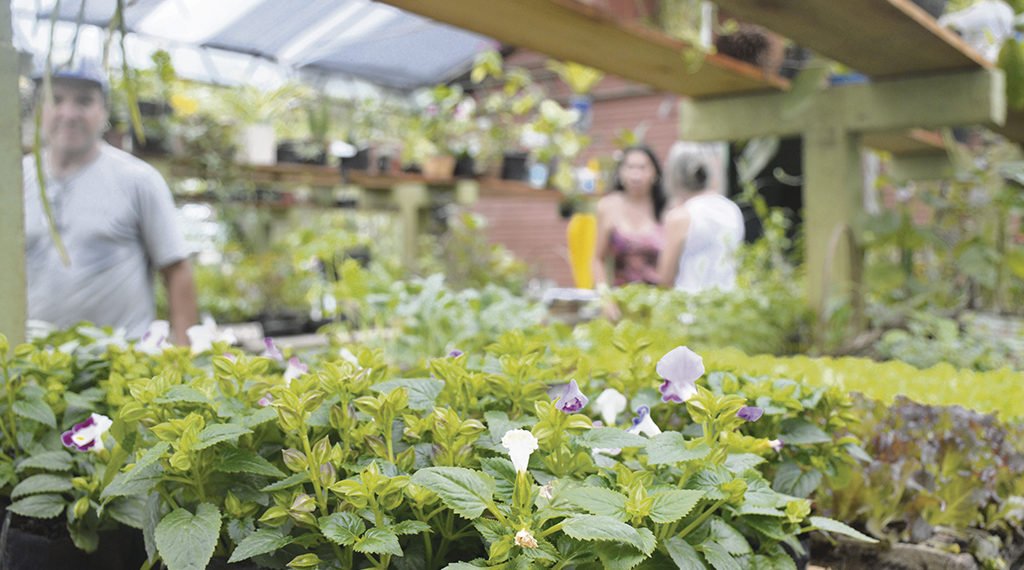 Cultivo urbano ganha popularidade e cada vez mais adeptos em Campo Bom