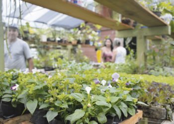 Cultivo urbano ganha popularidade e cada vez mais adeptos em Campo Bom