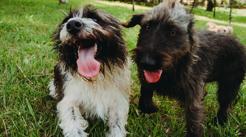 ONG Campo Bom Pra Cachorro lança campanha de apadrinhamento 1 ONG lança calendário com fotos de pets com noite de AUtógrafos