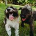 ONG lança calendário com fotos de pets com noite de AUtógrafos 6 ONG lança calendário com fotos de pets com noite de AUtógrafos