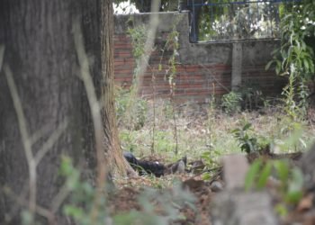 Corpo é encontrado em antigo Cemitério Evangélico na manhã de hoje 6 af738d0e 94a8 4259 9d78 17ec5784d4a6