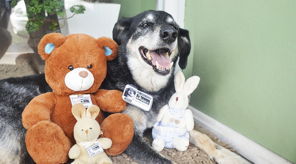 Conheça o Negão: celebridade na web, ele tem “coleira assinada” e uma legião de protetores