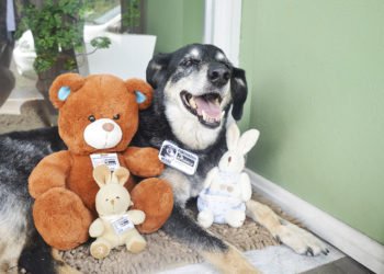 Conheça o Negão: celebridade na web, ele tem “coleira assinada” e uma legião de protetores