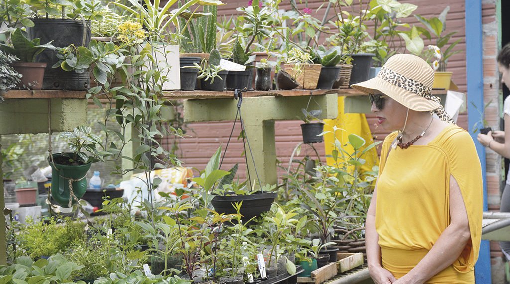 O trabalho de formiguinha que está colorindo a cidade com orquídeas