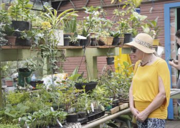 O trabalho de formiguinha que está colorindo a cidade com orquídeas