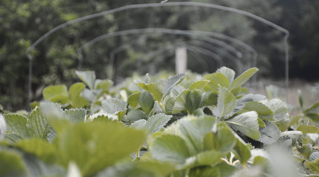 A agricultura familiar gera empregos, movimenta a economia e contribui para um futuro mais sustentável 1 A agricultura familiar gera empregos, movimenta a economia e contribui para um futuro mais sustentável