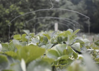 A agricultura familiar gera empregos, movimenta a economia e contribui para um futuro mais sustentável