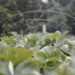 A agricultura familiar gera empregos, movimenta a economia e contribui para um futuro mais sustentável 7 A agricultura familiar gera empregos, movimenta a economia e contribui para um futuro mais sustentável