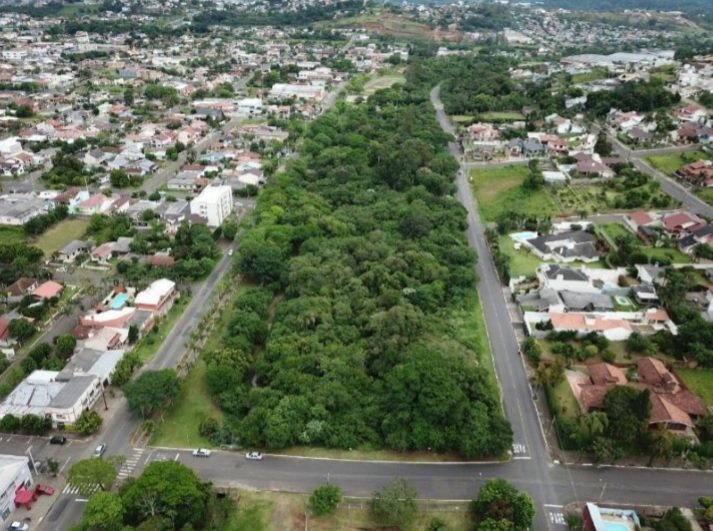 Plano de arborização projeta plantio de 15 mil mudas de árvores até 2025 1 Plano de arborização projeta plantio de 15 mil mudas de árvores até 2025