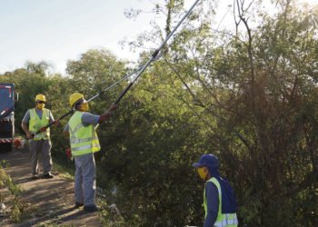 Bairros campo-bonenses terão podas de árvores nos próximos dias; veja calendário