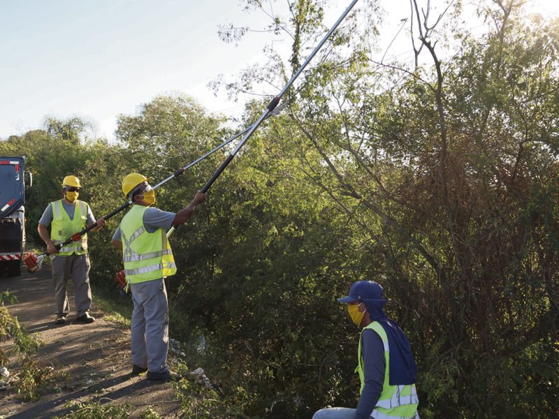 Bairros campo-bonenses terão podas de árvores nos próximos dias; veja calendário 1 podas