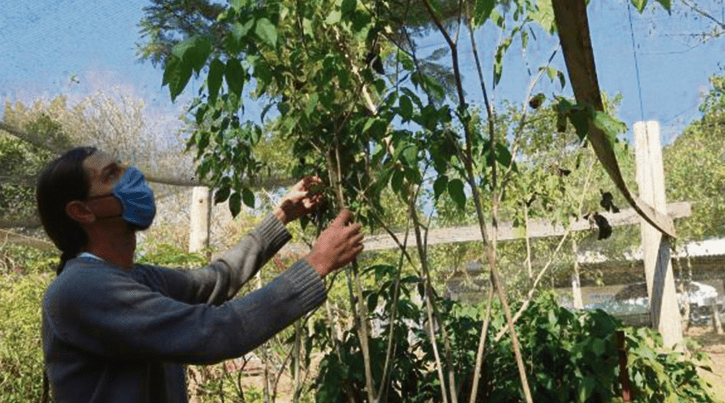 Veja como colaborar com o plano de arborização 1 Veja como colaborar com o plano de arborização