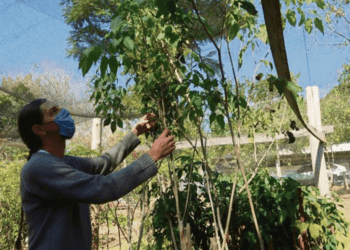Veja como colaborar com o plano de arborização