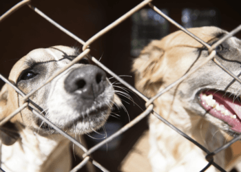 Prestes a completar um ano, CEMPRA registra cerca de 900 atendimentos