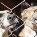Prefeitura realiza mutirão de castrações de cães e gatos da Ocupação Resistência e Luta 6 Prestes a completar um ano, CEMPRA registra cerca de 900 atendimentos