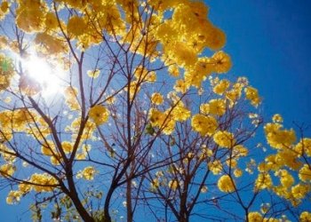 A primavera começou veja como o clima vai se comportar