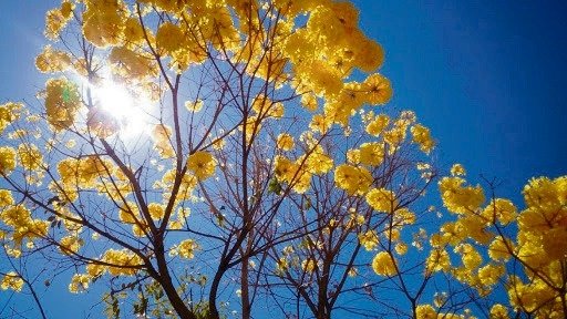A primavera começou veja como o clima vai se comportar 1 A primavera começou veja como o clima vai se comportar