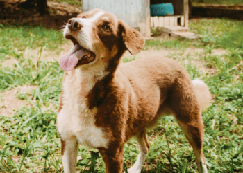 É lei: maus-tratos contra animais podem dar até cinco anos de prisão