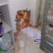 Criminosos fazem buraco na parede e roubam cofre de lotérica 7 Criminosos fazem buraco na parede e roubam cofre de lotérica