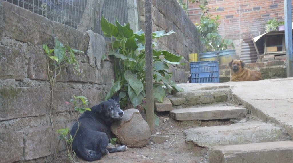 Moradora denuncia que animais foram envenenados no Porto Blos
