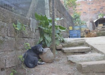 Moradora denuncia que animais foram envenenados no Porto Blos 4 Moradora denuncia que animais foram envenenados no Porto Blos