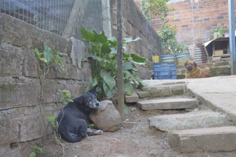 Moradora denuncia que animais foram envenenados no Porto Blos 1 WhatsApp Image 2020 11 05 at 16.39.06 1