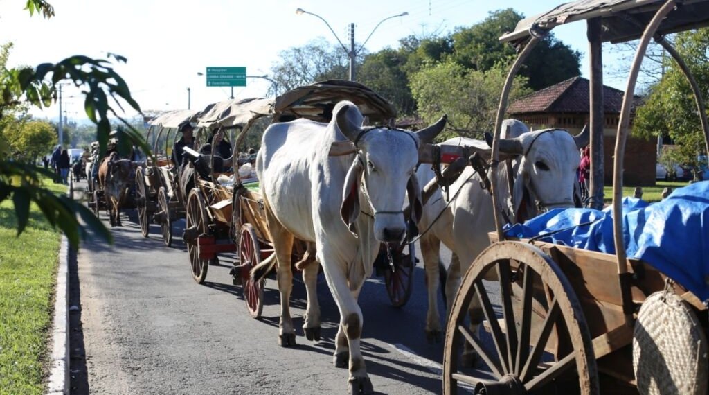Campo Bom deverá contar com serviço que facilitará a emissão de documentos para transporte animal 1 Campo Bom deverá contar com serviço que facilitará a emissão de documentos para transporte animal
