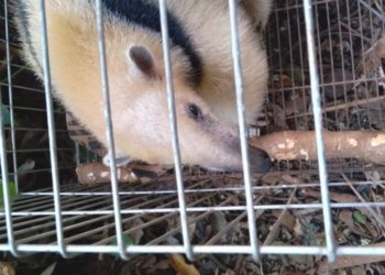 Secretaria de Meio Ambiente de Campo Bom resgata tamanduá-mirim