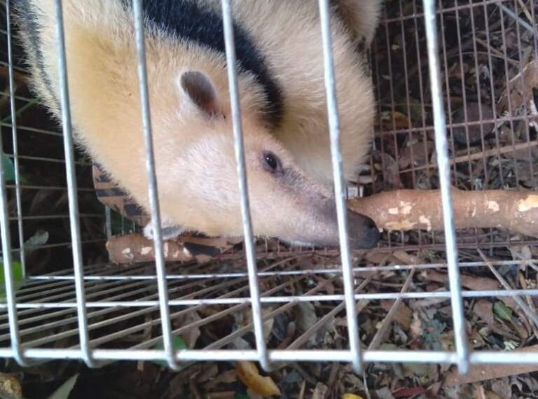Secretaria de Meio Ambiente de Campo Bom resgata tamanduá-mirim 1 Secretaria de Meio Ambiente de Campo Bom resgata tamanduá-mirim