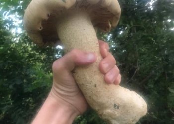 Exemplar da maior espécie de cogumelo do mundo é encontrado em Campo Bom