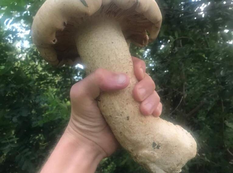 Exemplar da maior espécie de cogumelo do mundo é encontrado em Campo Bom