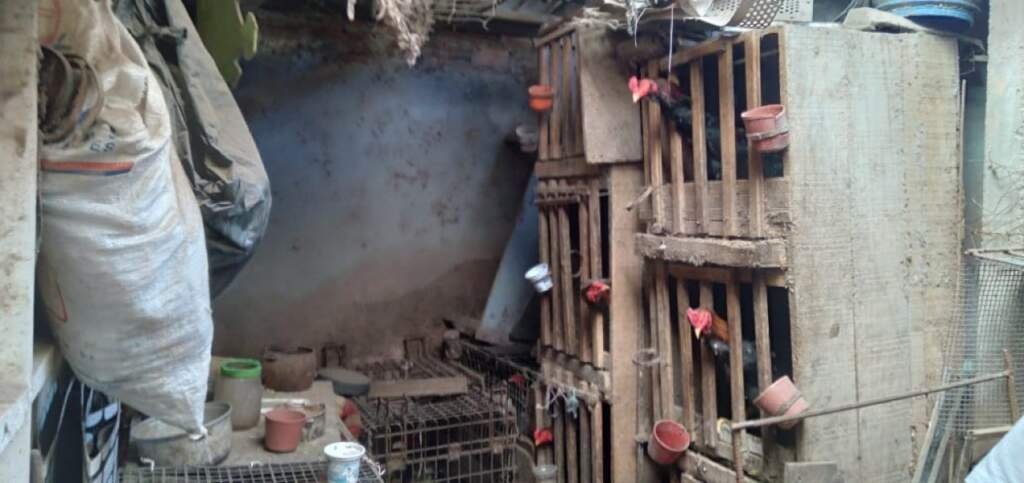 Polícia Civil resgata galos de rinha em situação de maus-tratos 1 Polícia Civil resgata galos de rinha em situação de maus-tratos