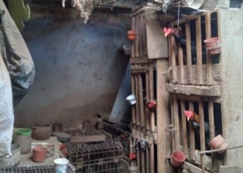 Polícia Civil resgata galos de rinha em situação de maus-tratos 5 Polícia Civil resgata galos de rinha em situação de maus-tratos