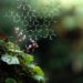 Em nova série de reportagens, estudantes respondem curiosidades, dúvidas e mitos sobre a fauna e a flora 5 Em nova série de reportagens, estudantes respondem curiosidades, dúvidas e mitos sobre a fauna e a flora